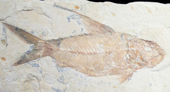 Distinctive Nematonotus Fossil Fish - #9473